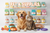 Interactive Pet Toys & Accessories