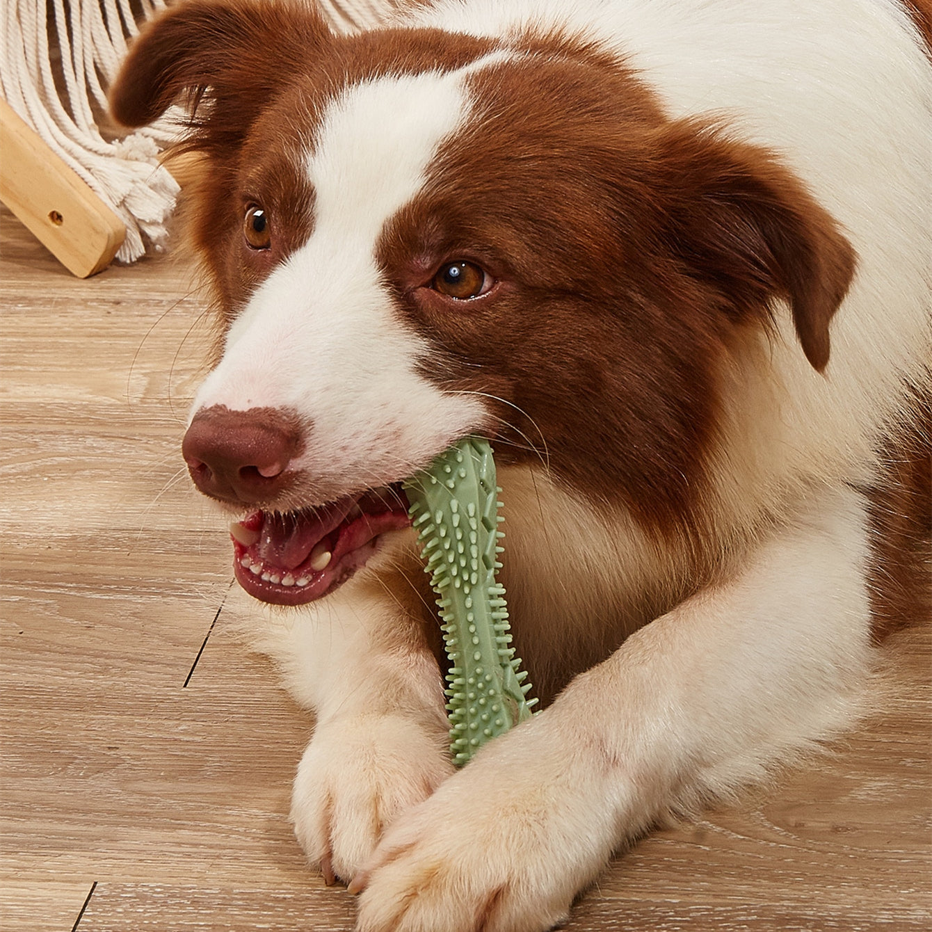 Pawfect Play Chew Toys - Dental Care for Healthy Teeth & Gums