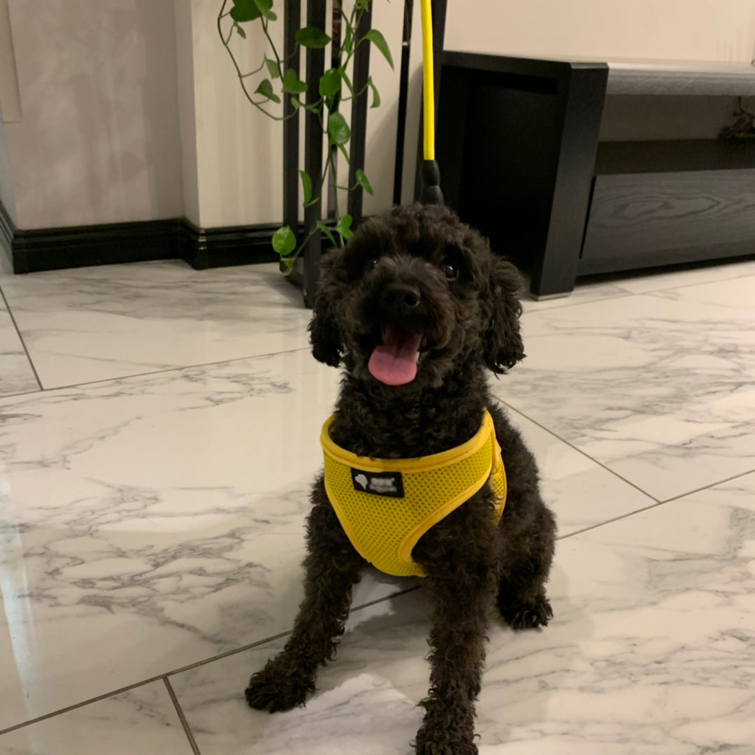 Dog wearing yellow mesh harness with circular chest opening and black label