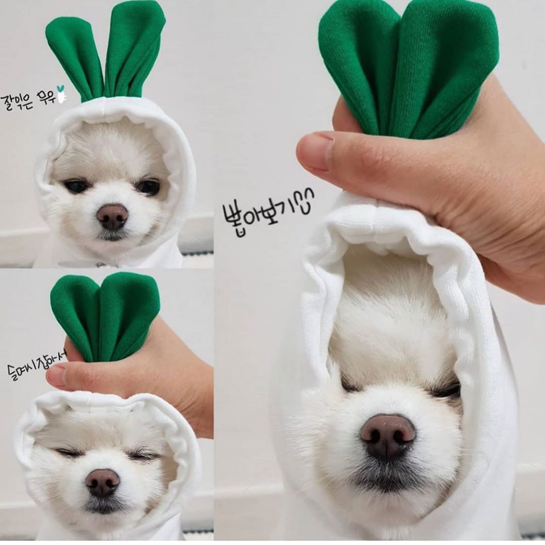 CutePaws Cozy Fleece Hoodies for Small Dogs - Stylish Winter Warmth for Frenchies & Chihuahuas