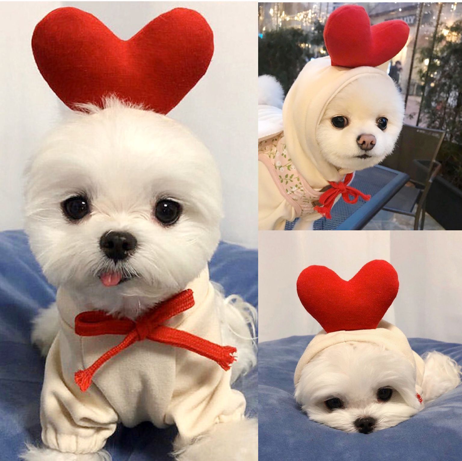 CutePaws Cozy Fleece Hoodies for Small Dogs - Stylish Winter Warmth for Frenchies & Chihuahuas