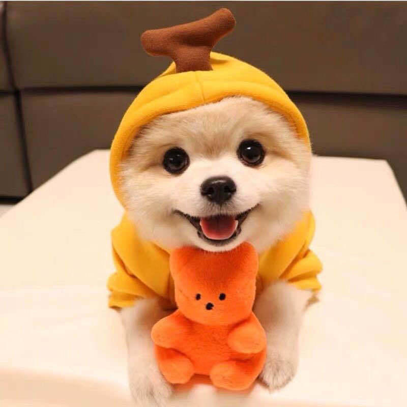 CutePaws Cozy Fleece Hoodies for Small Dogs - Stylish Winter Warmth for Frenchies & Chihuahuas