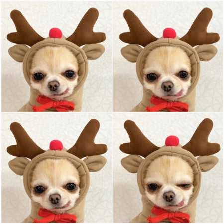 CutePaws Cozy Fleece Hoodies for Small Dogs - Stylish Winter Warmth for Frenchies & Chihuahuas
