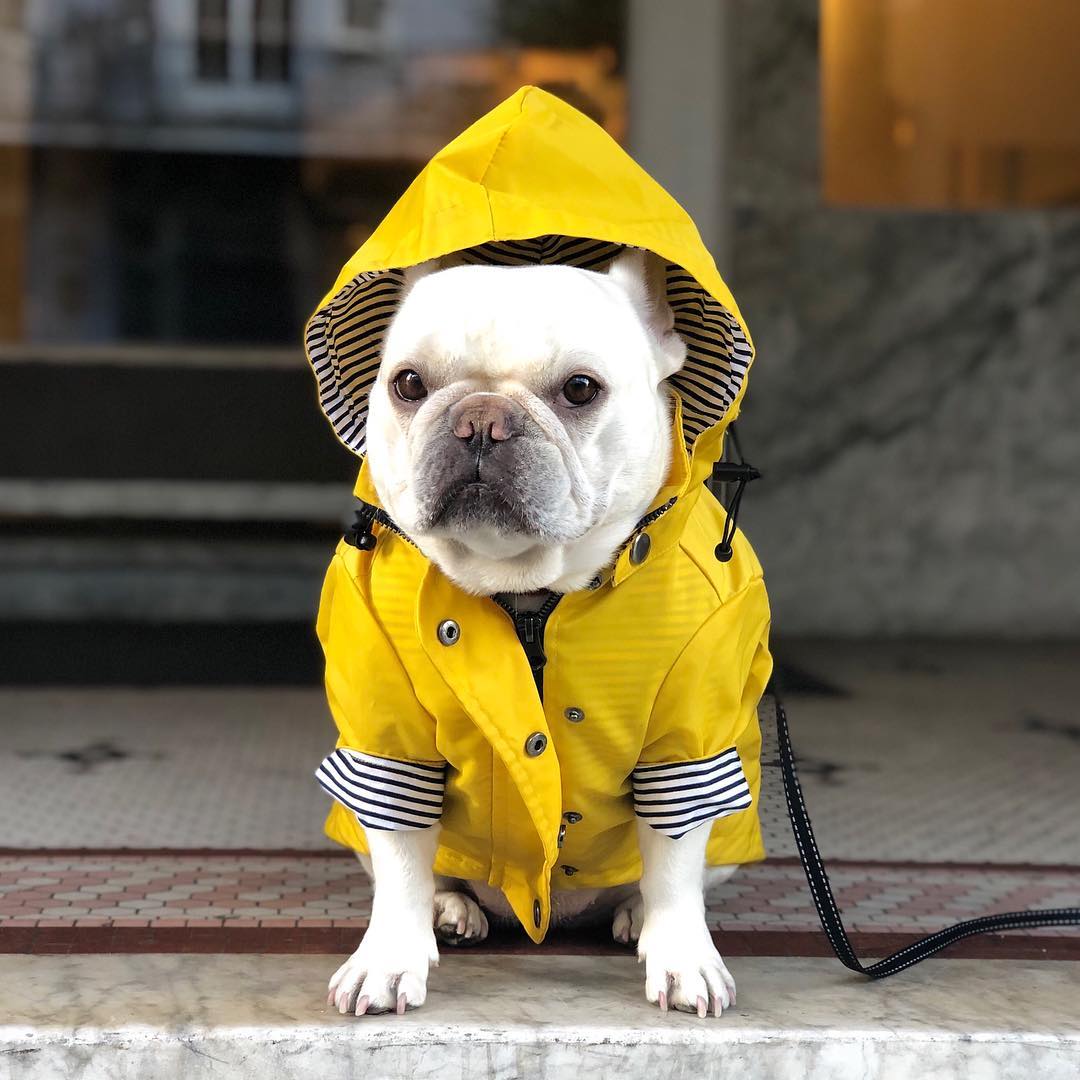 Waterproof Dog Raincoat – Rain Pet Clothes