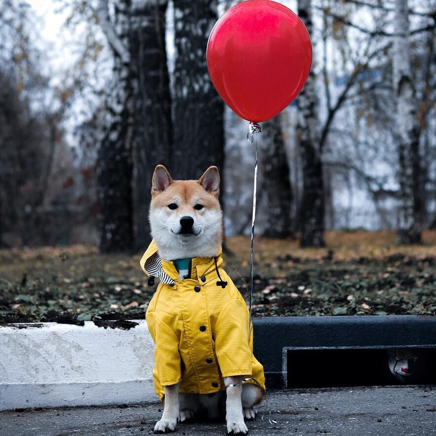 Waterproof Dog Raincoat – Rain Pet Clothes
