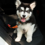 Adjustable Reflective Dog Seat Belt – Elastic Safety Harness for Car Travel