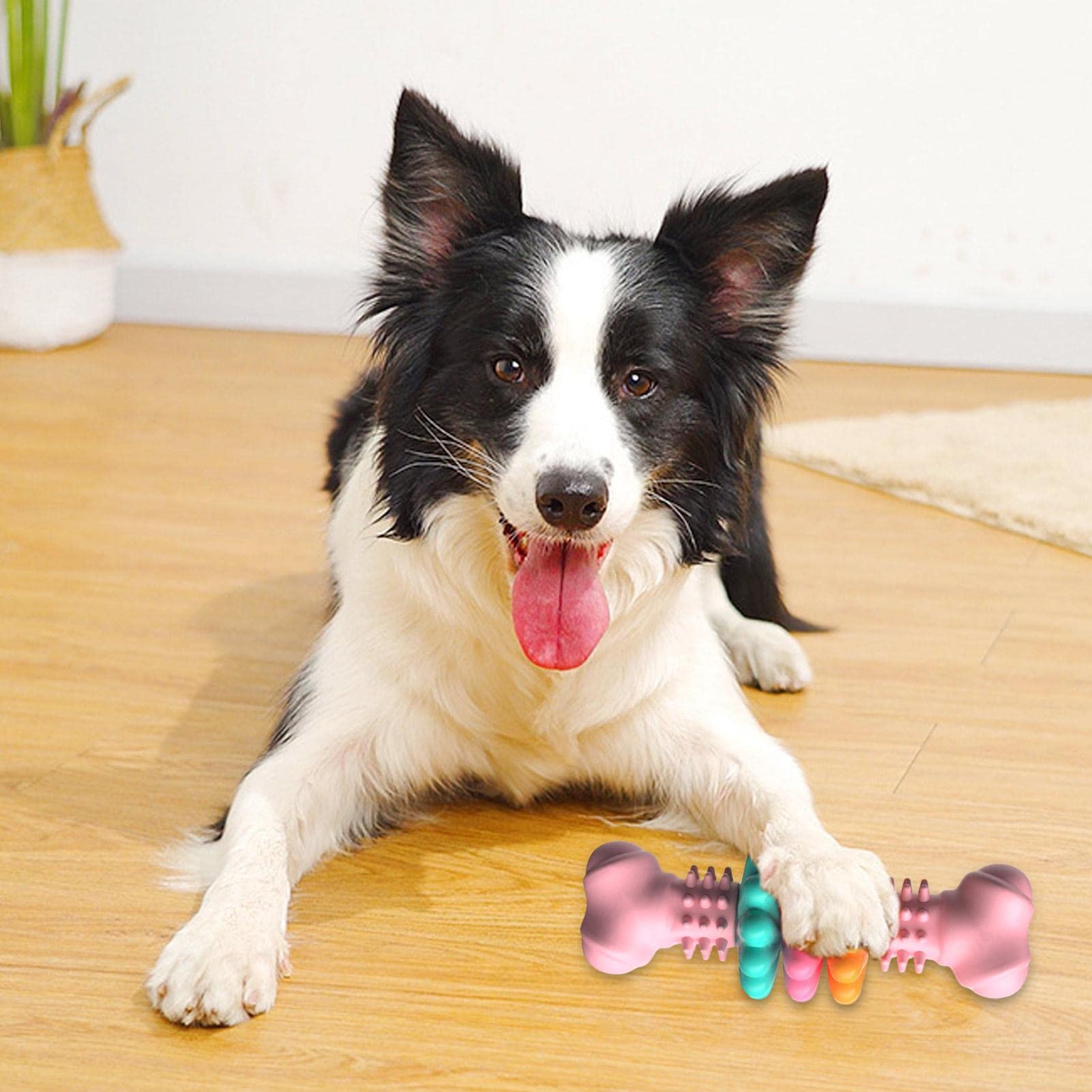 Dog chewing bone-shaped TPR toy with raised nubs in pink and teal