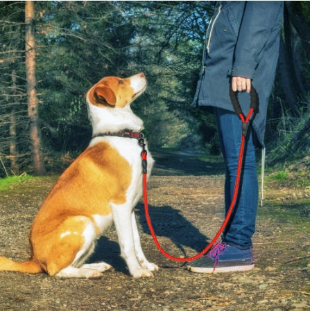 Correa reflectante de nailon para perros - Cuerda duradera y versátil para perros pequeños a grandes - Perfecta para pasear y entrenar