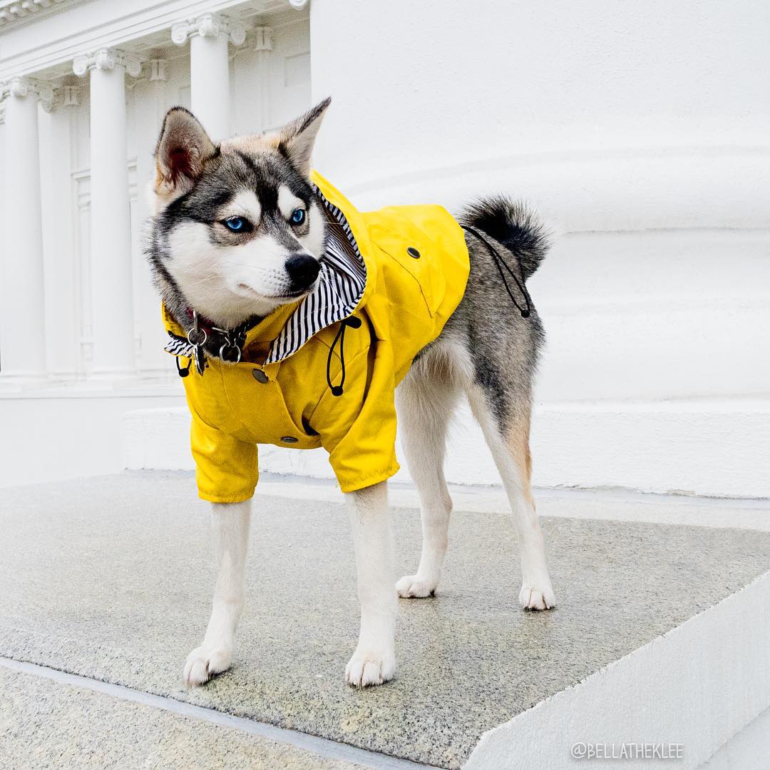 Waterproof Dog Raincoat – Rain Pet Clothes