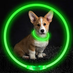 Flashing LED pet collar with bright green light ring around dog’s neck